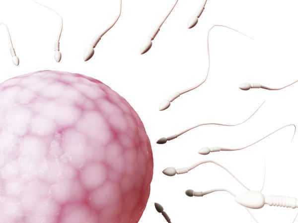 Detail Gambar Sel Telur Wanita Nomer 6