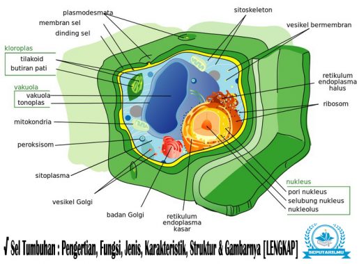 Detail Gambar Sel Teumbuhan Sketsa Nomer 11