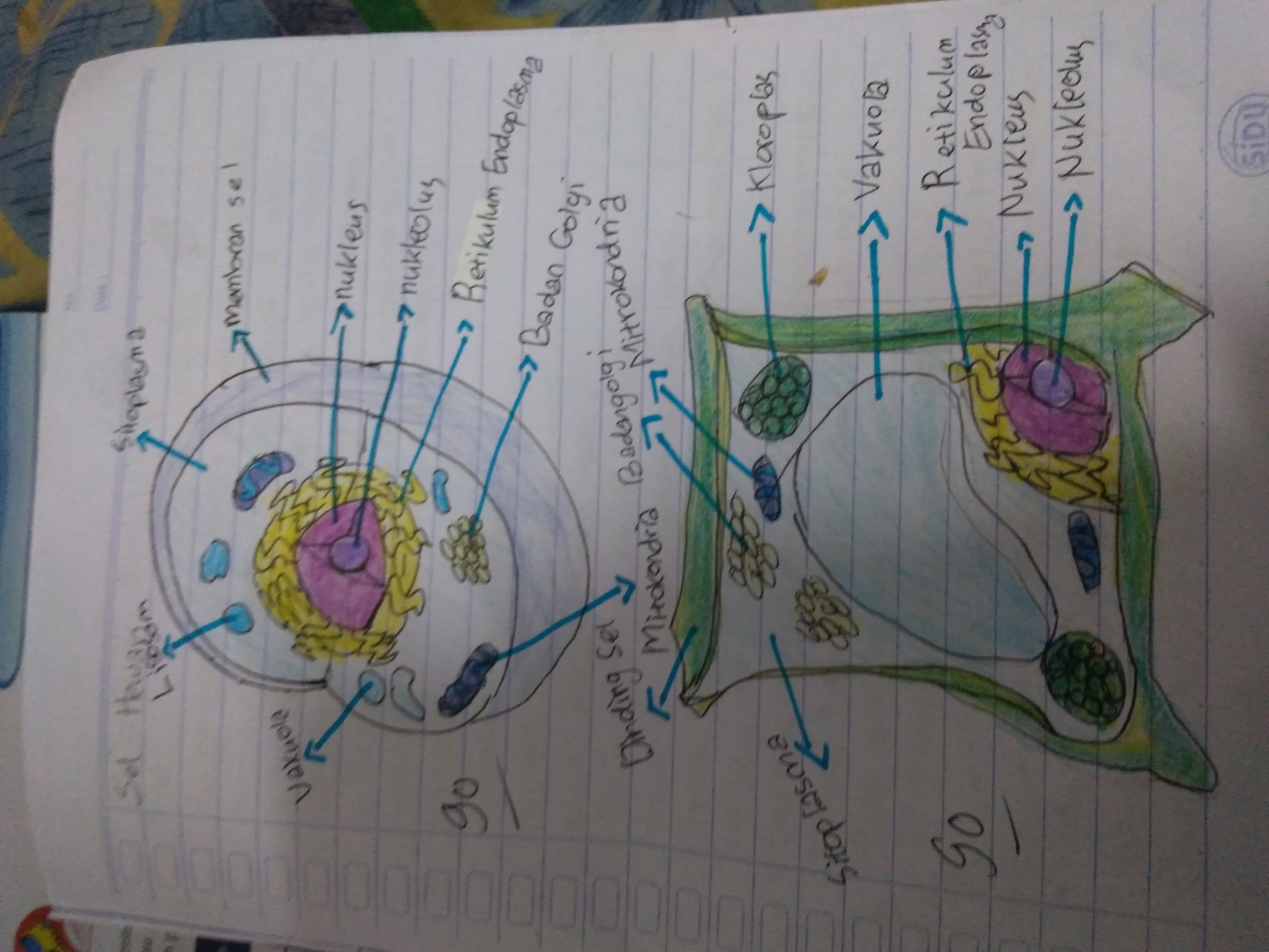 Detail Gambar Sel Teumbuhan Sketsa Nomer 15