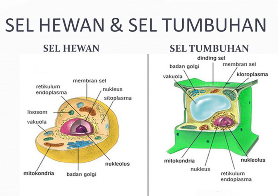 Detail Gambar Sel Teumbuhan Sketsa Nomer 34