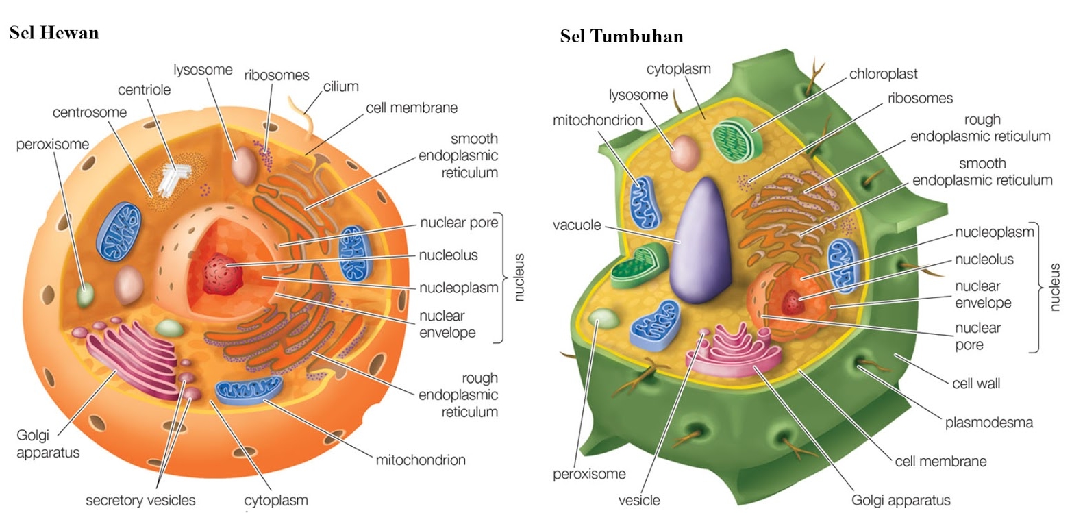 Detail Gambar Sel Teumbuhan Sketsa Nomer 36