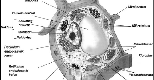 Detail Gambar Sel Teumbuhan Sketsa Nomer 38