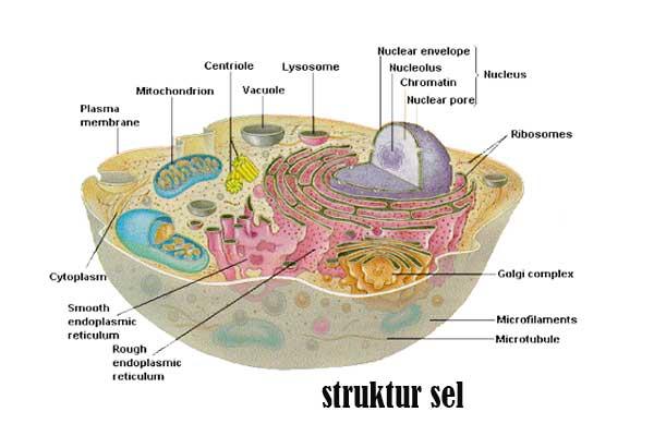 Detail Gambar Sel Tubuh Nomer 25