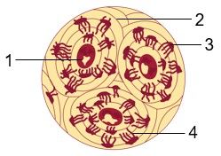 Detail Gambar Sel Tulang Nomer 10