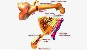 Detail Gambar Sel Tulang Nomer 28