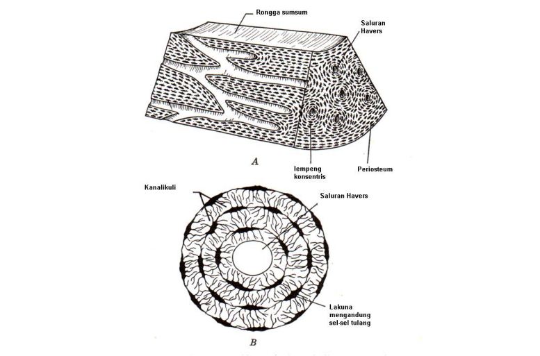 Detail Gambar Sel Tulang Nomer 33
