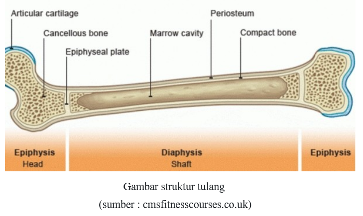 Detail Gambar Sel Tulang Nomer 35