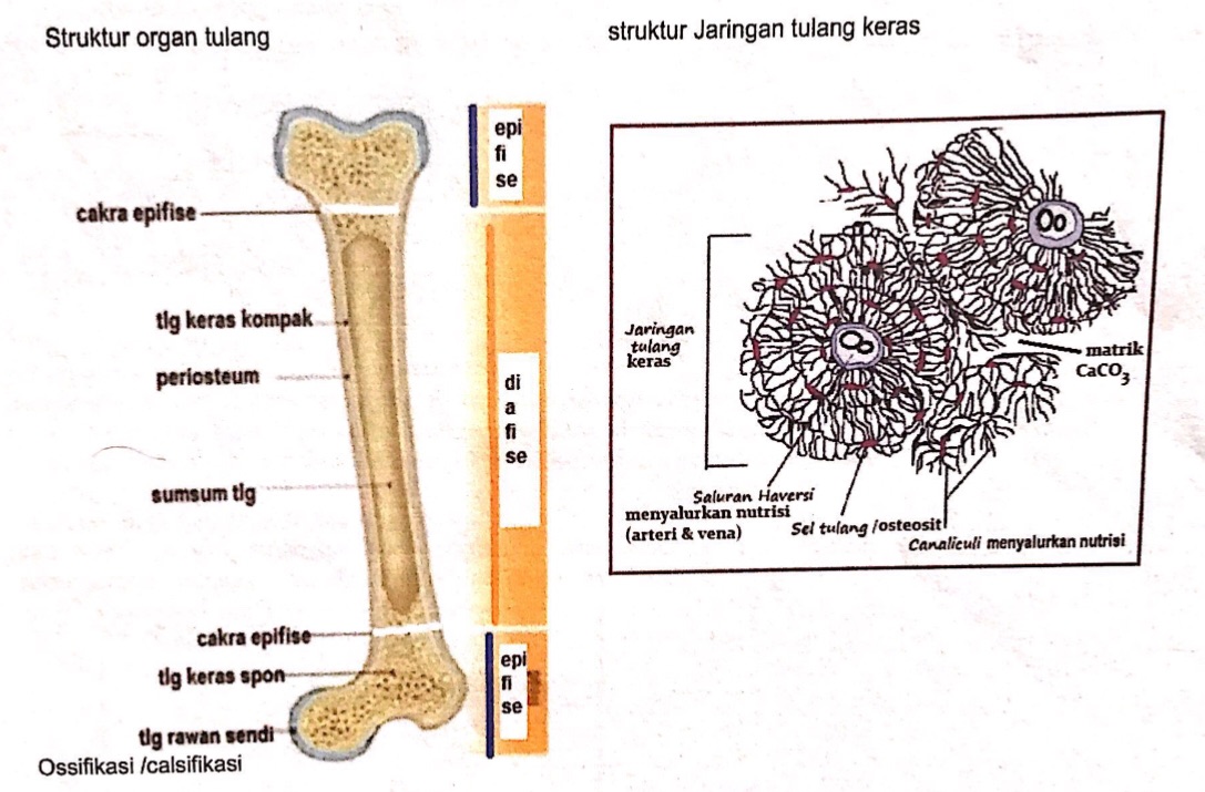 Detail Gambar Sel Tulang Nomer 43