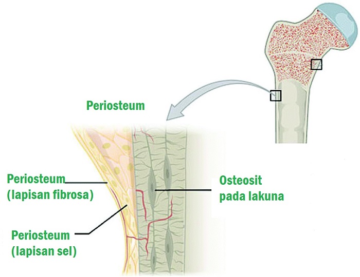 Detail Gambar Sel Tulang Nomer 44