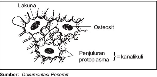 Detail Gambar Sel Tulang Nomer 7