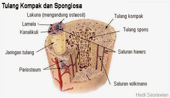 Detail Gambar Sel Tulang Keras Nomer 10