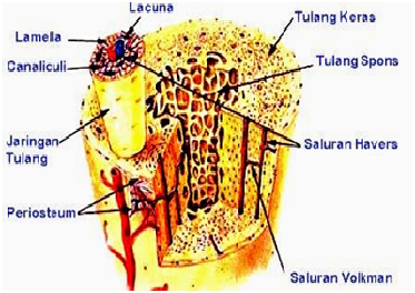 Detail Gambar Sel Tulang Keras Nomer 13