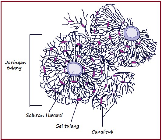 Detail Gambar Sel Tulang Keras Nomer 14