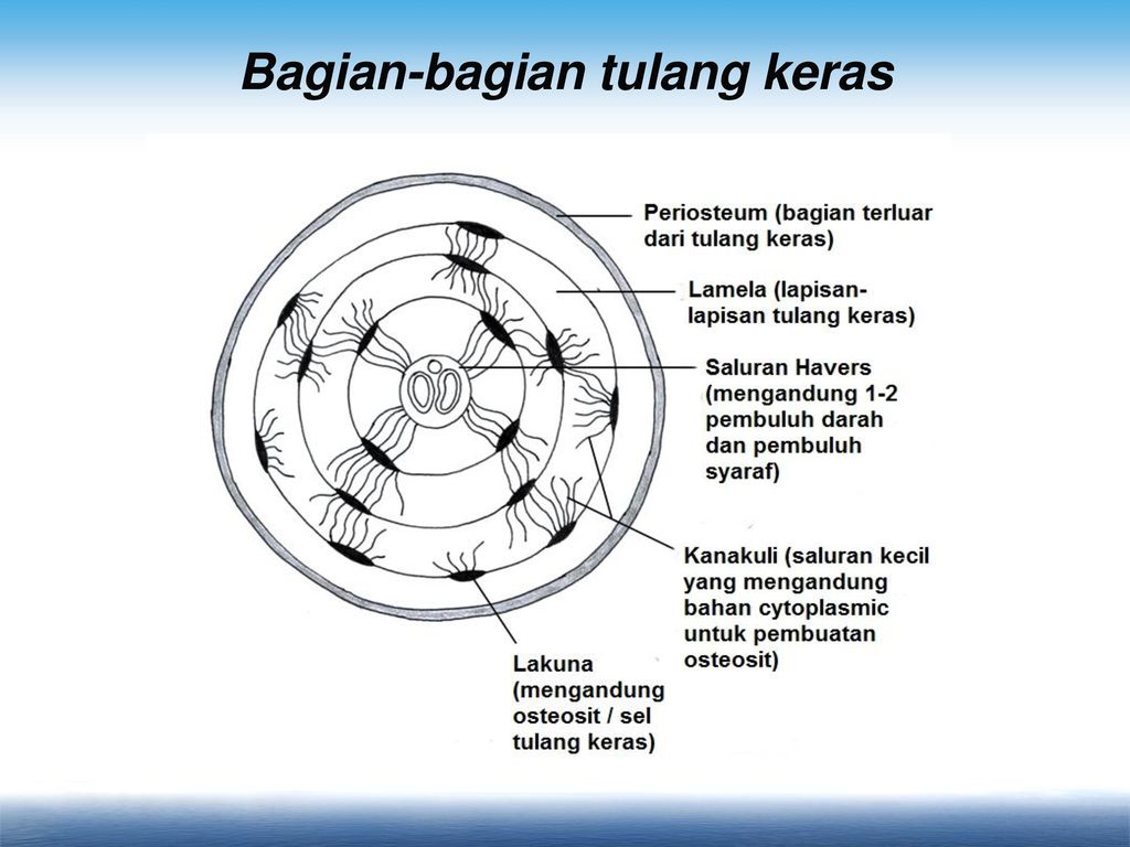 Detail Gambar Sel Tulang Keras Nomer 21