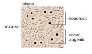 Detail Gambar Sel Tulang Keras Nomer 29