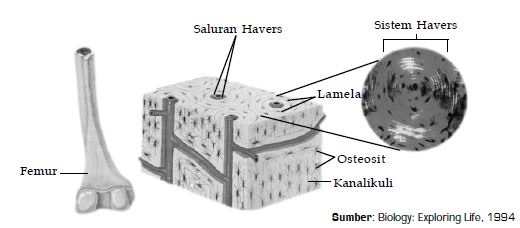 Detail Gambar Sel Tulang Keras Nomer 30