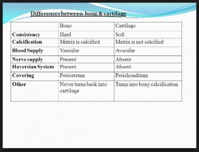 Detail Gambar Sel Tulang Keras Nomer 38