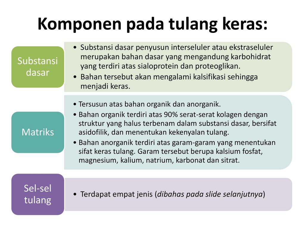 Detail Gambar Sel Tulang Keras Nomer 39