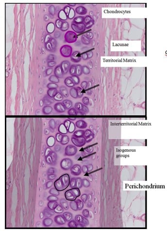 Detail Gambar Sel Tulang Keras Nomer 43