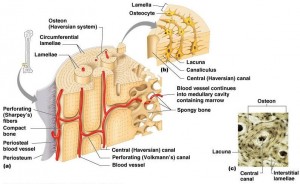 Detail Gambar Sel Tulang Keras Nomer 44