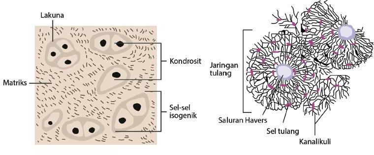 Detail Gambar Sel Tulang Keras Nomer 48