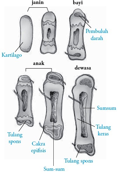 Detail Gambar Sel Tulang Keras Nomer 49