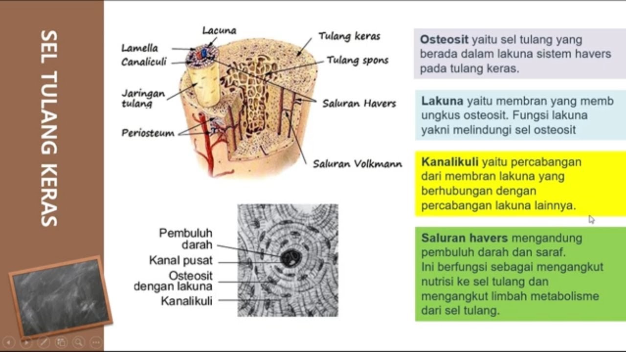 Detail Gambar Sel Tulang Keras Nomer 50