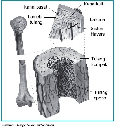 Detail Gambar Sel Tulang Keras Nomer 8