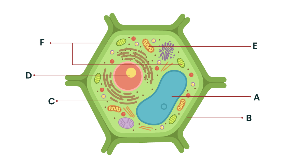 Detail Gambar Sel Tumbuhan Nomer 13