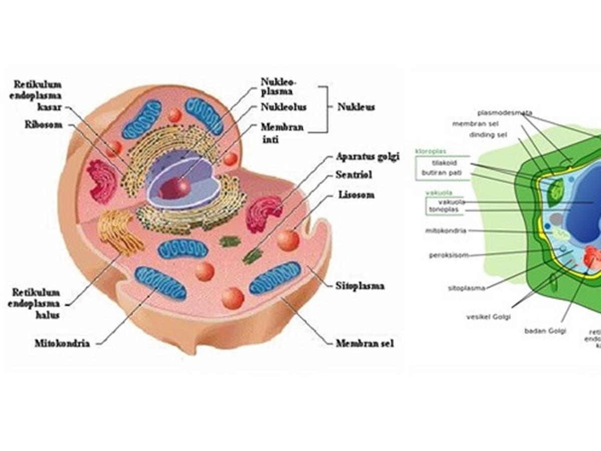 Detail Gambar Sel Tumbuhan Nomer 17