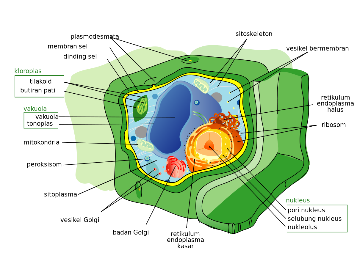 Detail Gambar Sel Tumbuhan Nomer 3