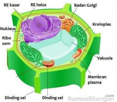 Detail Gambar Sel Tumbuhan Dan Bagian Bagiannya Nomer 19