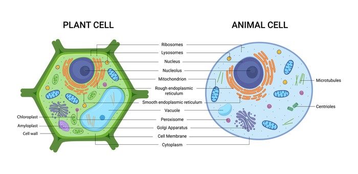 Detail Gambar Sel Tumbuhan Dan Bagian Bagiannya Nomer 3