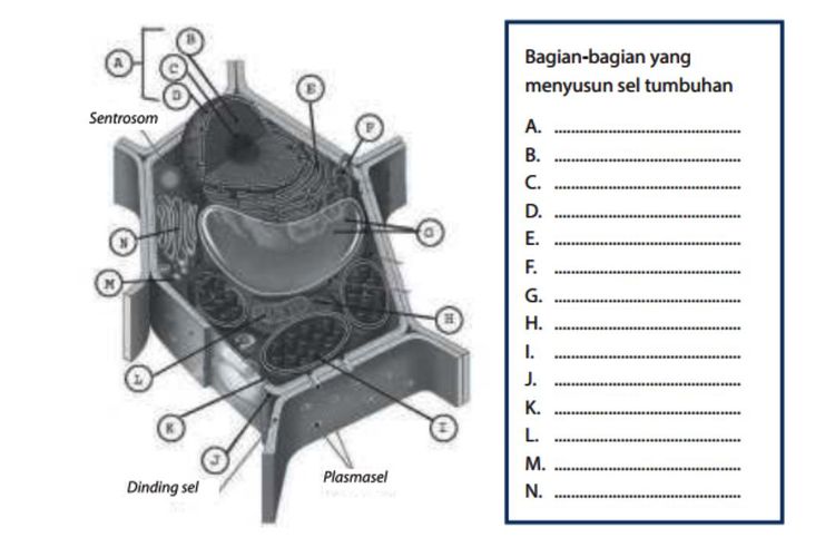 Detail Gambar Sel Tumbuhan Dan Bagian Bagiannya Nomer 22