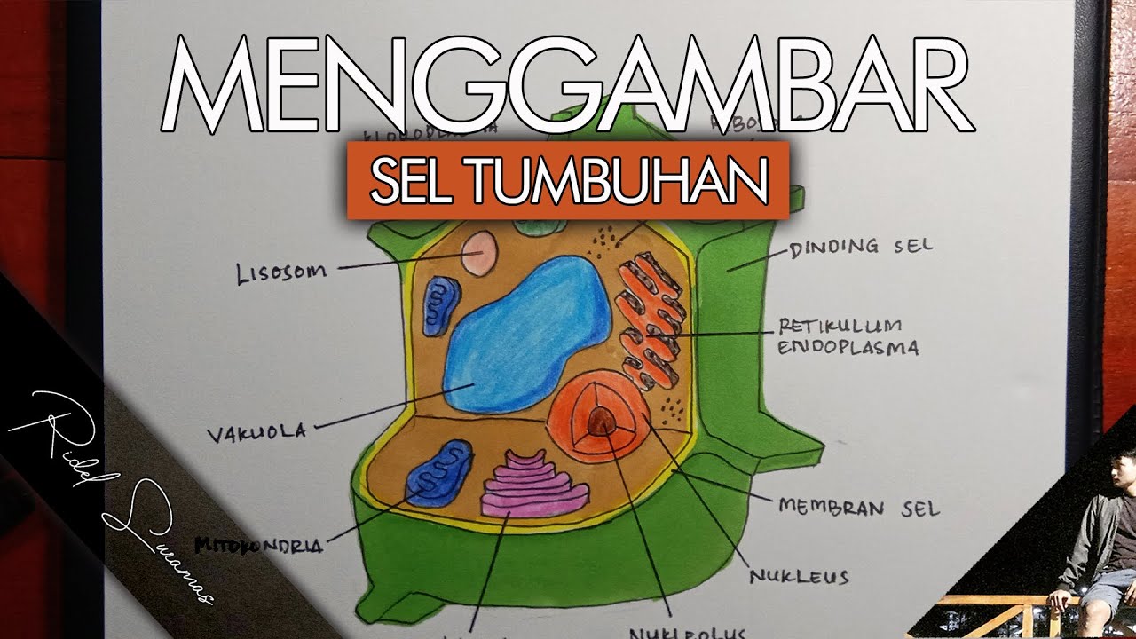 Detail Gambar Sel Tumbuhan Dan Bagian Bagiannya Nomer 29