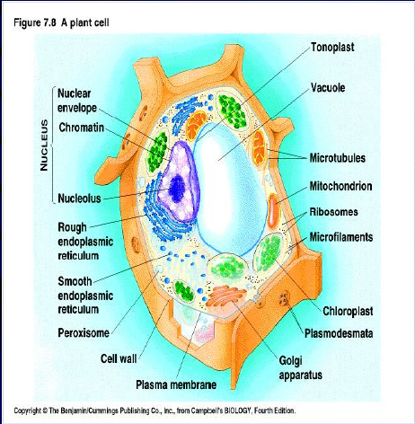 Detail Gambar Sel Tumbuhan Dan Bagian Bagiannya Nomer 44