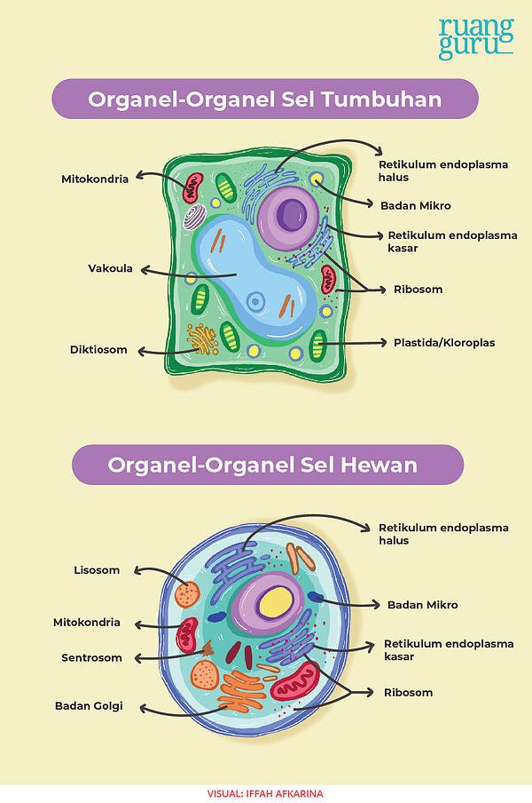 Detail Gambar Sel Tumbuhan Dan Bagian Bagiannya Nomer 47