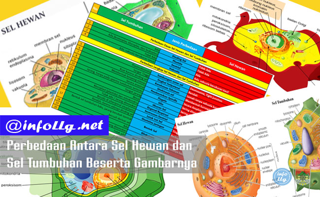 Detail Gambar Sel Tumbuhan Dan Hewan Nomer 33