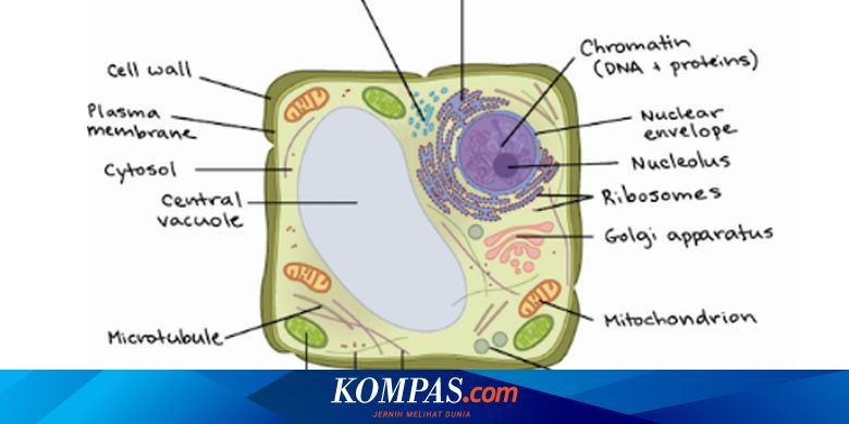 Detail Gambar Sel Tumbuhan Dan Keterangan Nomer 26