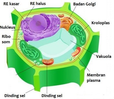 Detail Gambar Sel Tumbuhan Dan Keterangan Nomer 32