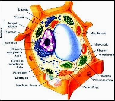 Detail Gambar Sel Tumbuhan Dan Namanya Nomer 30