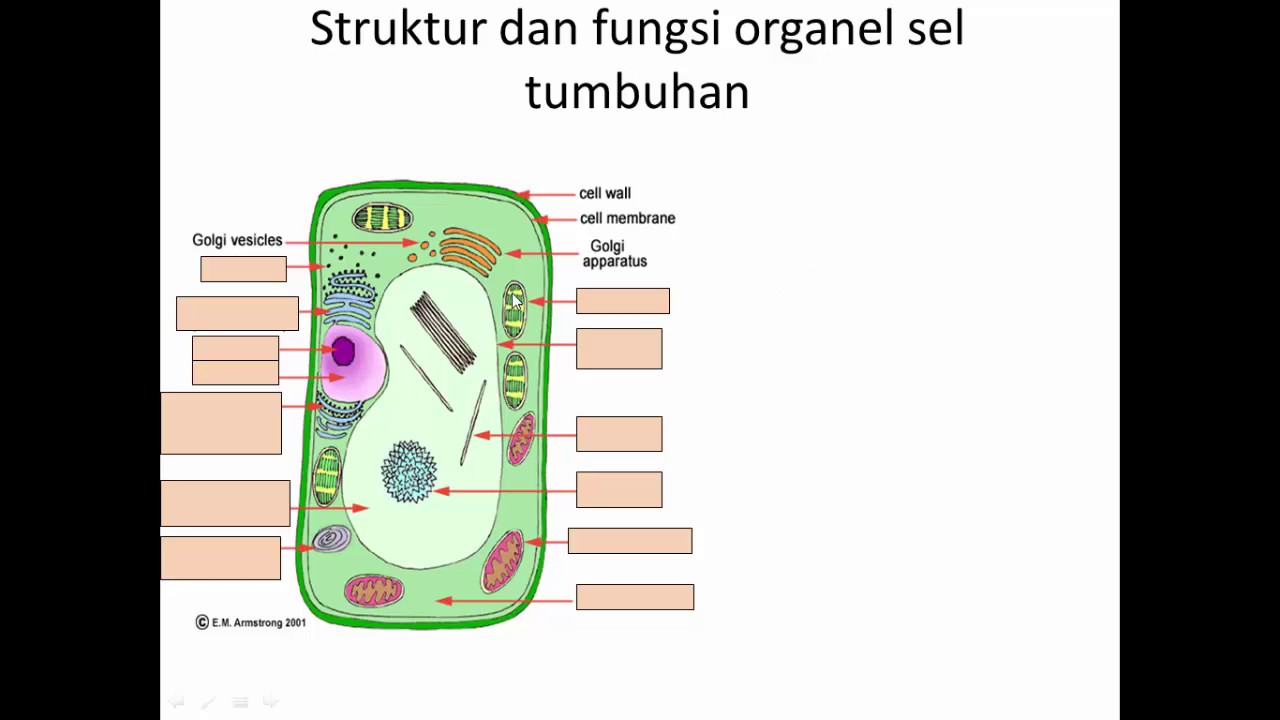 Detail Gambar Sel Tumbuhan Dan Namanya Nomer 44