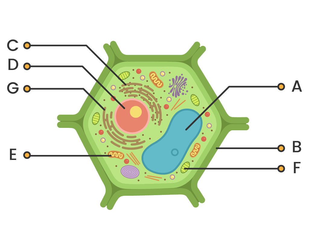 Detail Gambar Sel Tumbuhan Dan Namanya Nomer 45