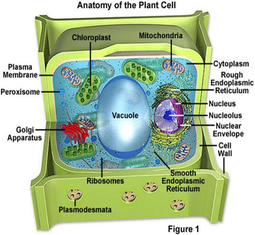 Detail Gambar Sel Tumbuhan Dan Penjelasannya Nomer 45