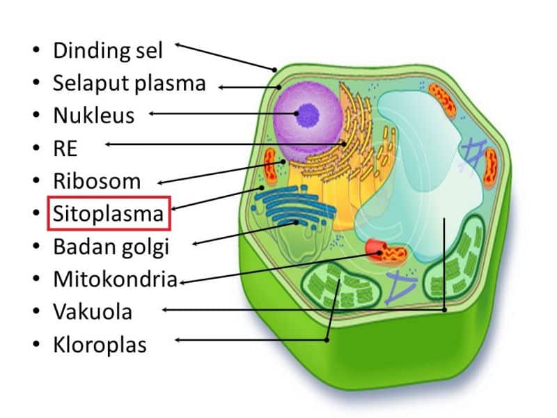 Detail Gambar Sel Tumbuhan Gambar Bentuk Bentuk Sel Nomer 14