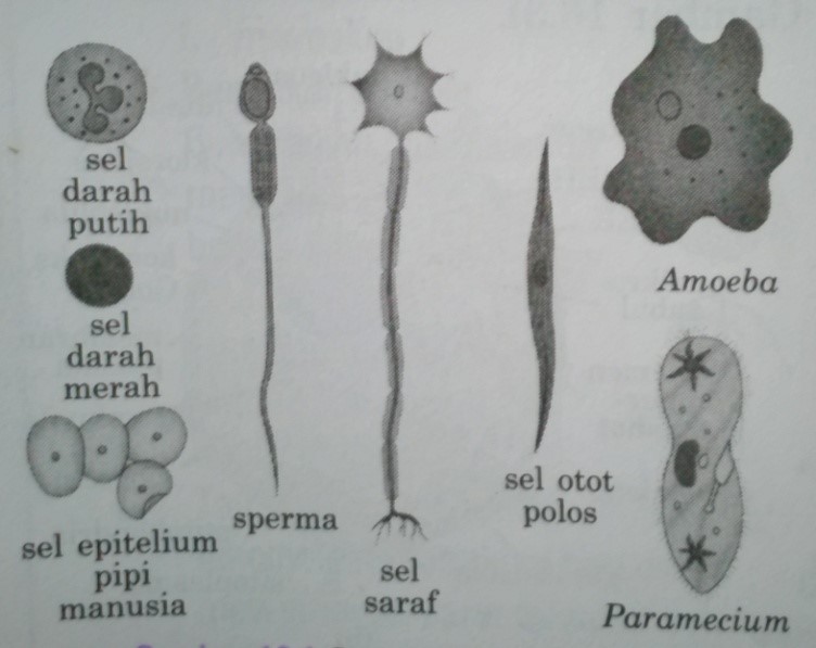 Detail Gambar Sel Tumbuhan Gambar Bentuk Bentuk Sel Nomer 25