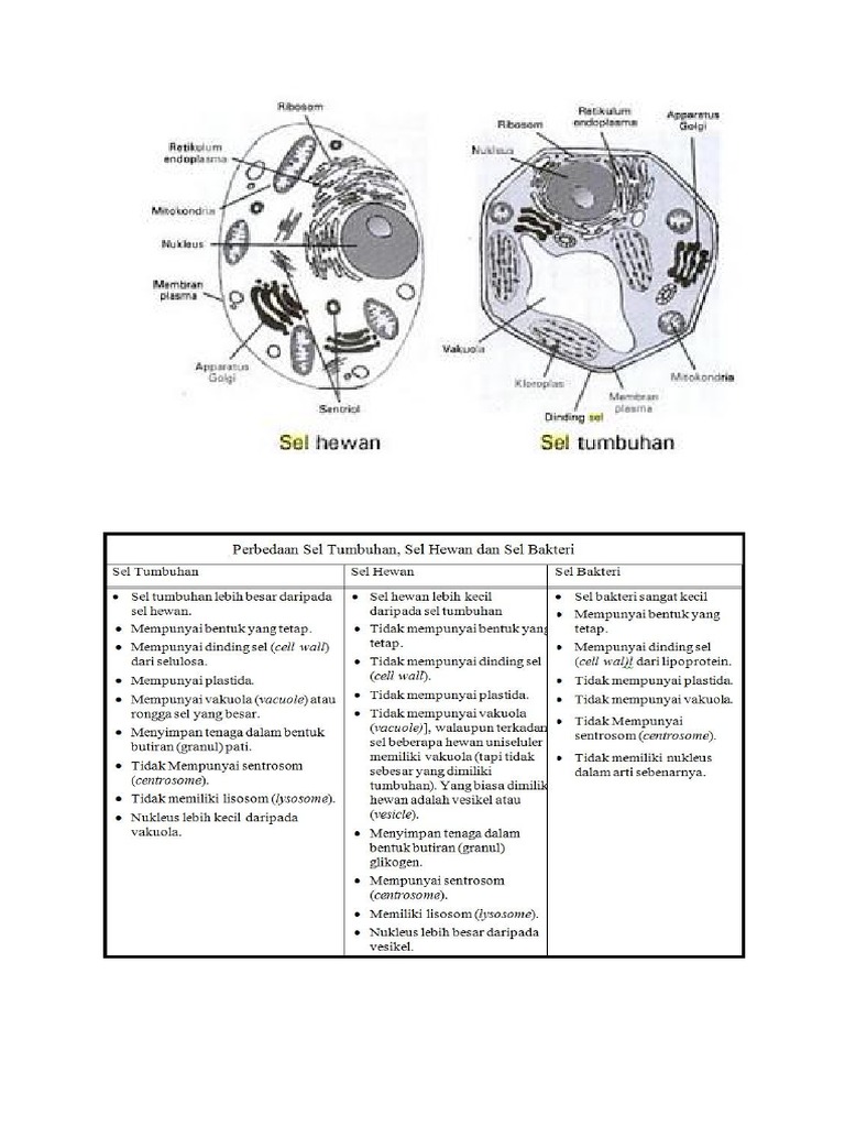 Detail Gambar Sel Tumbuhan Gambar Bentuk Bentuk Sel Nomer 29