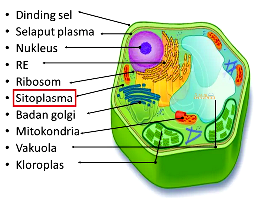 Detail Gambar Sel Tumbuhan Gambar Bentuk Bentuk Sel Nomer 39