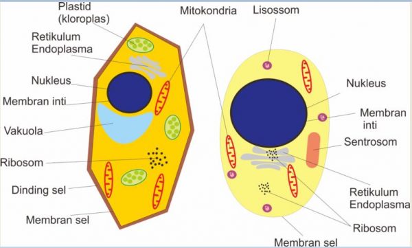 Detail Gambar Sel Tumbuhan Gambar Bentuk Bentuk Sel Nomer 54