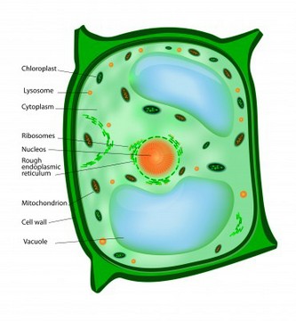 Detail Gambar Sel Tumbuhan Gambar Dinding Sel Nomer 18